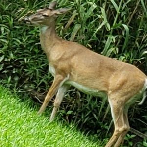 Meet your Posher, Priscilla